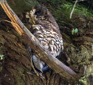 Gufo di Woodford (Strix woodfordii) African Wood Owl, Dinsho forest