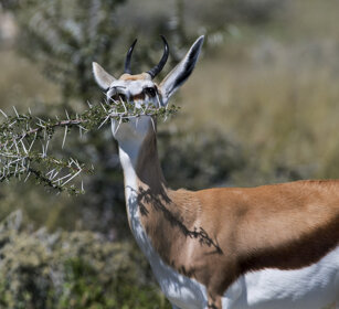 Springbok (Antidorcas marsupialis) Etosha NP