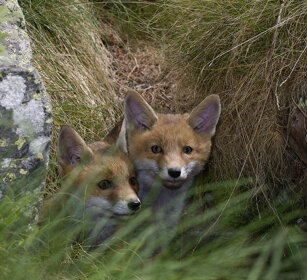 Volpi comuni juv. (Vulpes vulpes), Red Foxes juv. PN del Gran Paradiso, Gran Paradiso NP