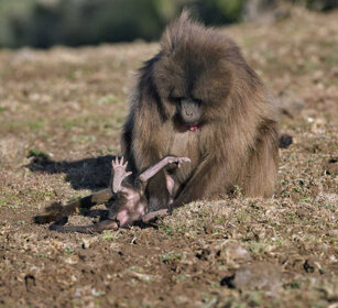 femmina di Gelada con piccolo female Gelada Baboon with cub