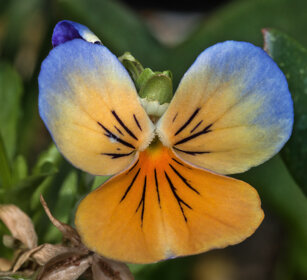 Viola arvensis, Field Pansy
