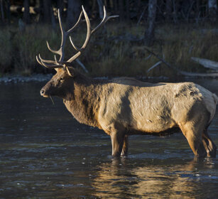 Cervo canadese, Wapiti PN di Yellowstone, Yellowstone NP