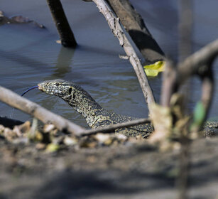 Varano, Monitor parco Awash, Awash NP