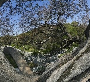 Sughere (Quercus suber), Cork Oaks Sardegna, Sardinia