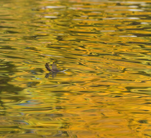riflessi, reflections Racconigi (Cn)