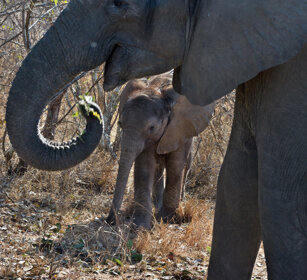 Elefanti africani (Loxodonta africana) African elephants, Kruger NP