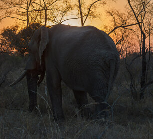 Elefante africano (Loxodonta africana) African elephant, Kruger NP