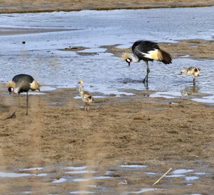 Gru coronate (Balearica regulorum gibbericeps) East African Crowned Cranes, Serengeti NP