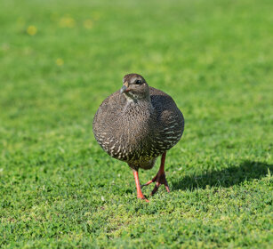 Francolino del Capo (Pternistis capensis) Cape Francolin or Cape Spurfowl