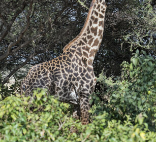 Giraffa Camelopardalis tippelskirchi, G. masai Maasai Giraffe, Serengeti NP