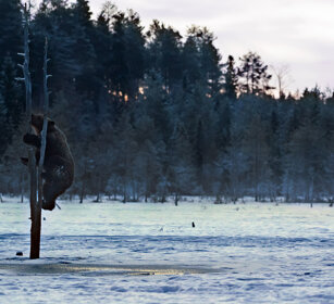 Orso bruno (Ursus arctos), Brown Bear Finlandia, Finland