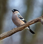 Ciuffolotto f. (Pyrrhula pyrrhula), f. Bullfinch Polonia, Poland
