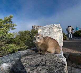 Procavia (Procavia capensis), Rock Hyrax Città del Capo, Cape Town, Table Mountain