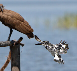 Martin pescatore bianco e nero (Ceryle rudis) Pied Kingfisher, lago Awasa, lake Awasa