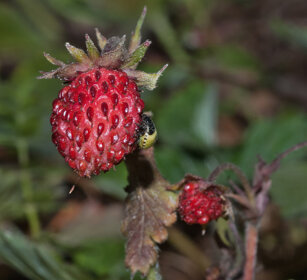 Fragole di bosco (Fragaria vesca), Strawberries