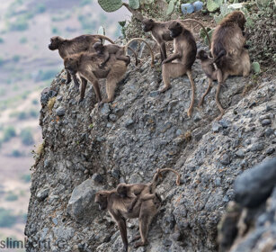 Gelada, Gelada Baboons Debre Libanos