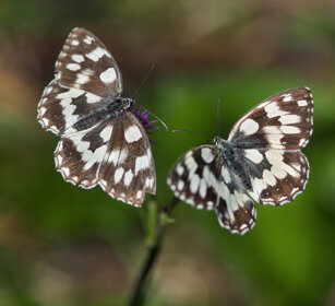 coppia di Galatea (Melanargia galatea) a pair of Marbled White, Oulx (To)