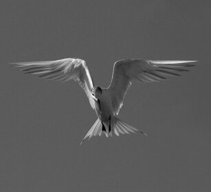 Sterna, Tern Camargue