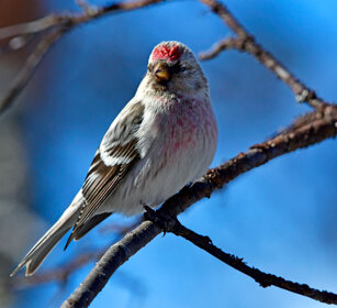 Organetto artico, Arctic Redpoll Finlandia, Finland