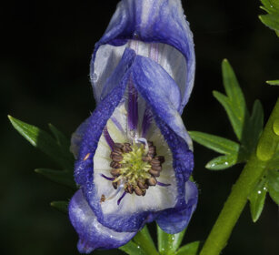 Aconito (Aconitum napellus) Oulx (To)