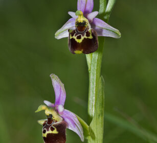 Fior Bombo (Ophrys fuciflora), Late Spider-orchid