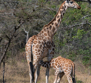 Giraffa di Rothschild Uganda