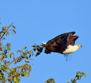 Aquila pescatrice africana (Haliaeetus vocifer) African Fish-eagle, lago Awasa, lake Awasa