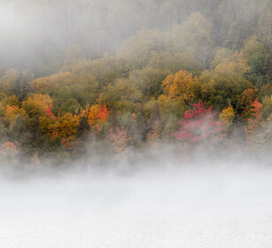 Trees in the fog Mont Tremblent NP