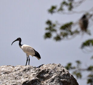 Ibis sacro (Threskiornis aethiopicus), Sacred Ibis lago Zway, lake Zway