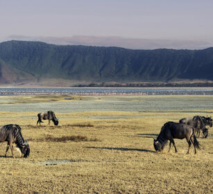 Gnu (Connochaetes taurinus), Blue Wildebeests parco nazionale di Ngorongoro, Ngorongoro NP