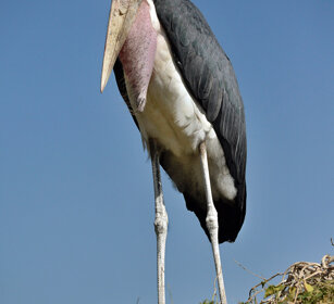Marabù (Leptoptilos crumeniferus) Marabou Stork lago Zway, lake Zway