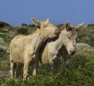 Asini bianchi, White Asses isola dell'Asinara, Sardegna. Asinara island, Sardinia
