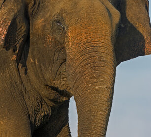 Elefante asiatico (Elephas maximus) Asian Elephant Nagarhole NP, Karnataka