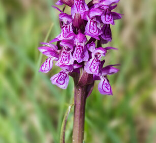 Orchide incarnata (Dactylorhiza)