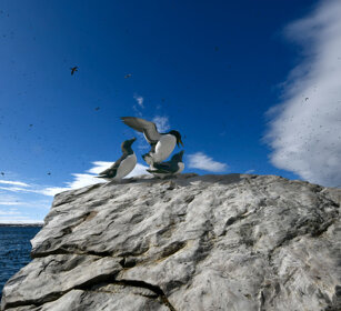 Gazze marine, Razorbills Norvegia, Hornoia. Norway, Hornoia Gazze marine, Razorbills Norvegia, Hornoia. Norway, Hornoia