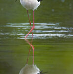 Cavaliere d'Italia m. (Himantopus himantopus) male Black-winged Stilt