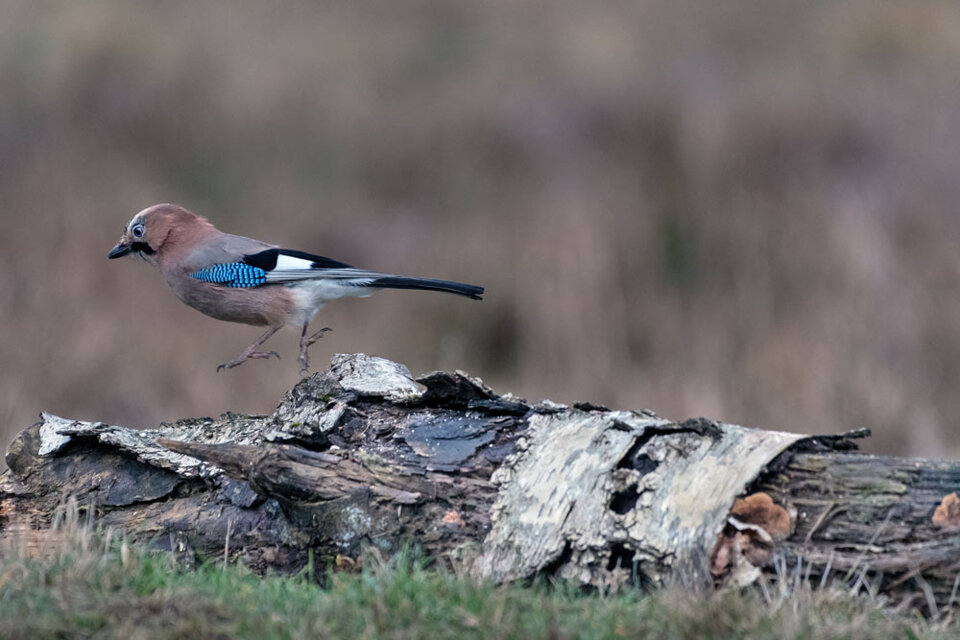 b0bceca4-a7aa-42b0-8ee1-a0718f956022