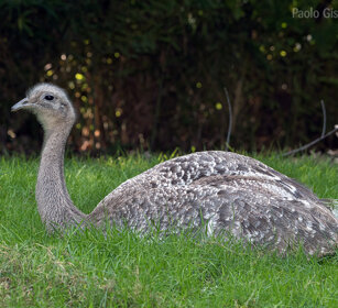 Nandù di Darwin, Lesser Rhea