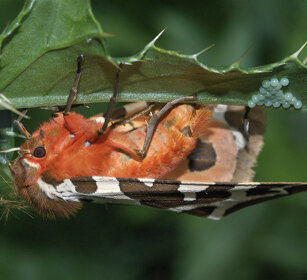 Arctia caja mentre depone le uova Garden Tiger Moth laying eggs