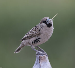 Passero tessitore sociale (Philetairus socius) Sociable Weaver