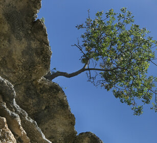 Olivastro (Olea europaea), Wild Olive Tree Sardegna, Sardinia