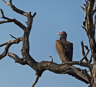 Avvoltoio orecchiuto (Torgos tracheliotus) Lappet-faced Vulture, PN Kruger, Kruger NP