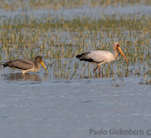 Tantali (Mycteria ibis), Yellow-billed Storks lago Zway, lake Zway