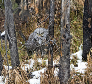 Allocco di Lapponia (Strix nebulosa) Great Grey Owl, PN di Yellowstone, Yellowstone NP