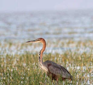 Airone golia (Ardea goliath), Goliath Heron lago Zway, lake Zway