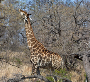 Giraffa, (Giraffa camelopardalis g.) Giraffe PN Kruger, Kruger NP