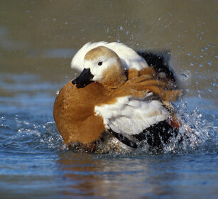 Casarca (Tadorna ferruginea), Ruddy Shelduck