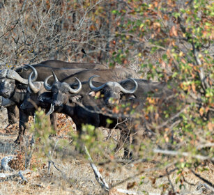 Bufali africani (Syncerus caffer) African Buffalos, Kruger NP