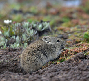 Arvicola dei prati (Arvicanthis blicki) Blicks Grass-rat, Sanetti plateau