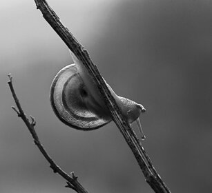 Chiocciola, Snail Oulx (To)